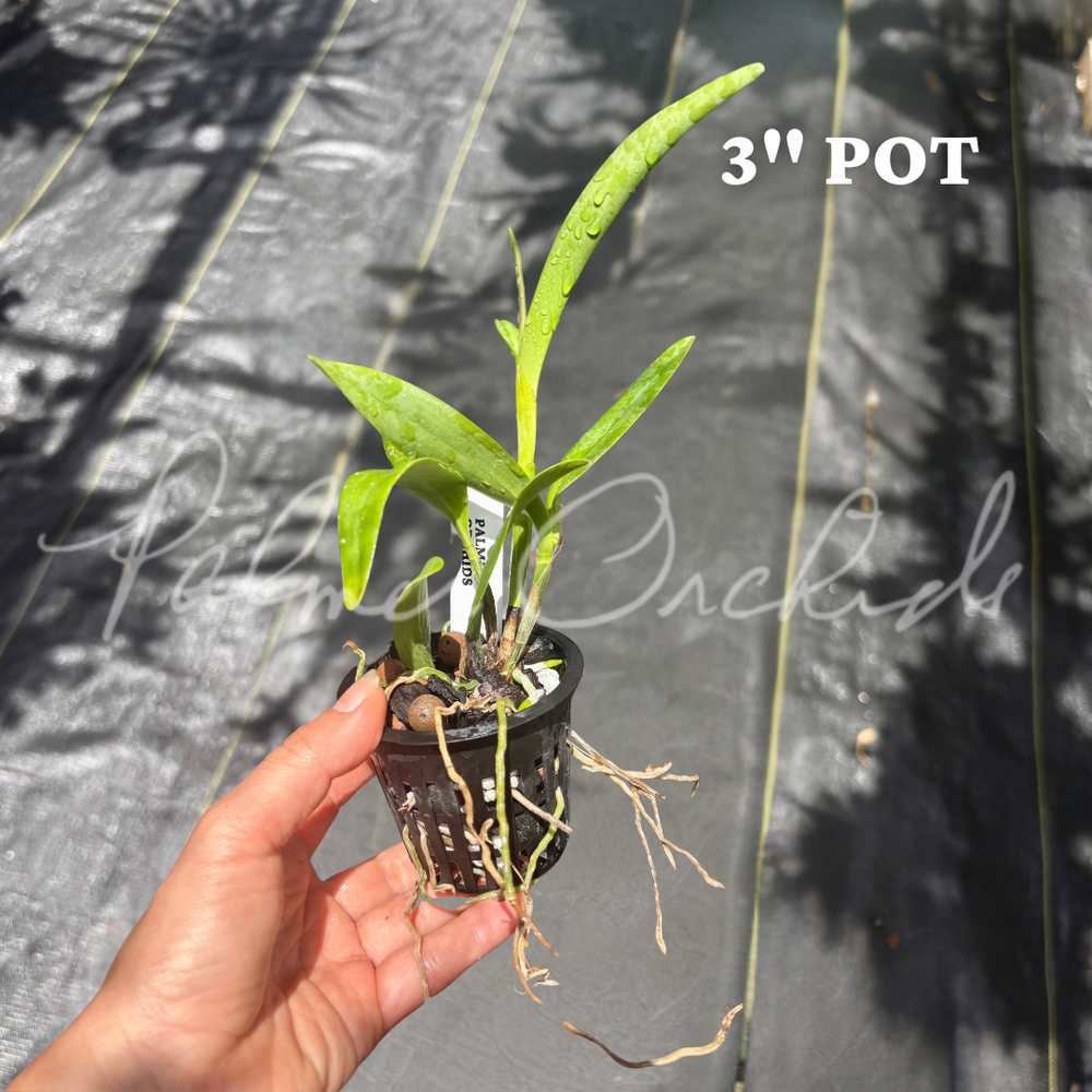 Ett. Volcano Trick — Palmer Orchids